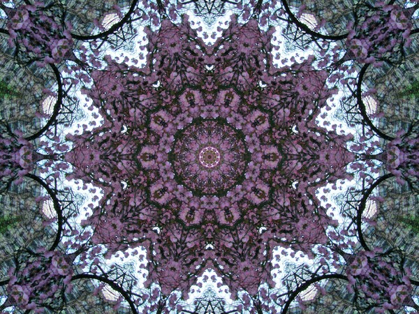 purple lace