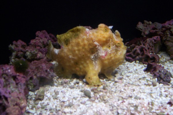 Fish