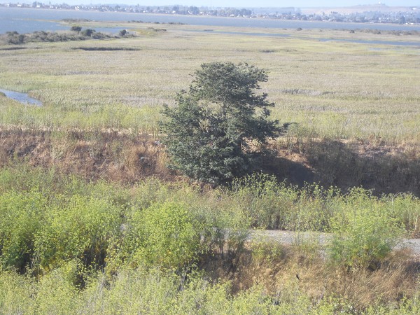Marshlands