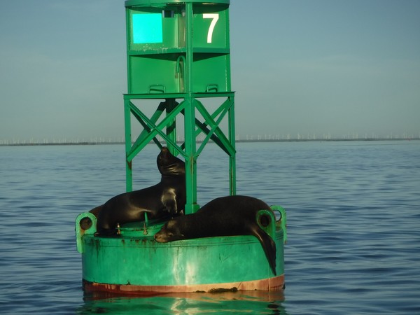 Lazy Seals
