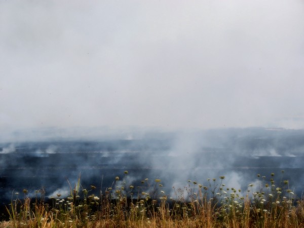 Field Burn Series - # 6