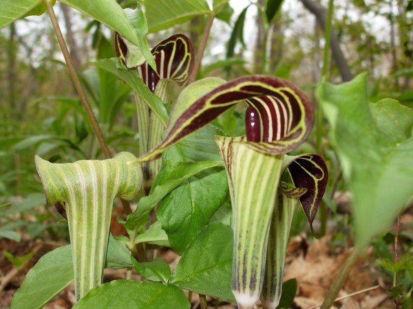 Jack-in-the-pulpit