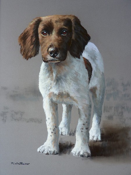 Springer Spaniel Pup