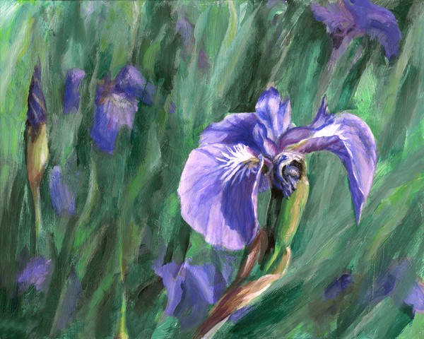 Wild Alaskan Iris