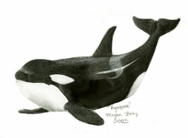  Kyuquot