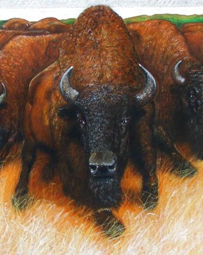 bison