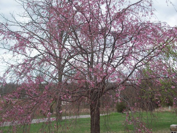 Trees are blooming