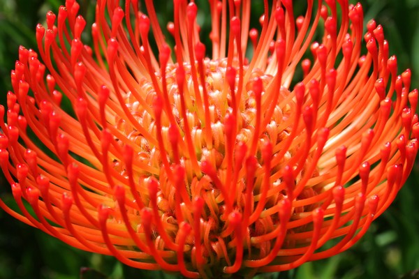 South African Protean Flower