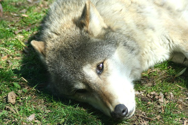 Timber Wolf: Awake and Asleep