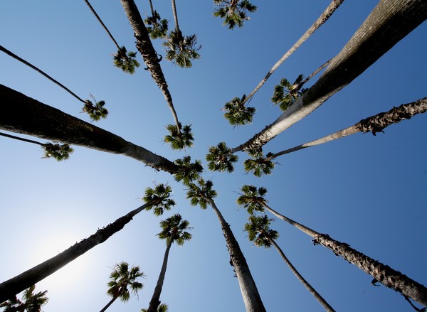 Palms 1