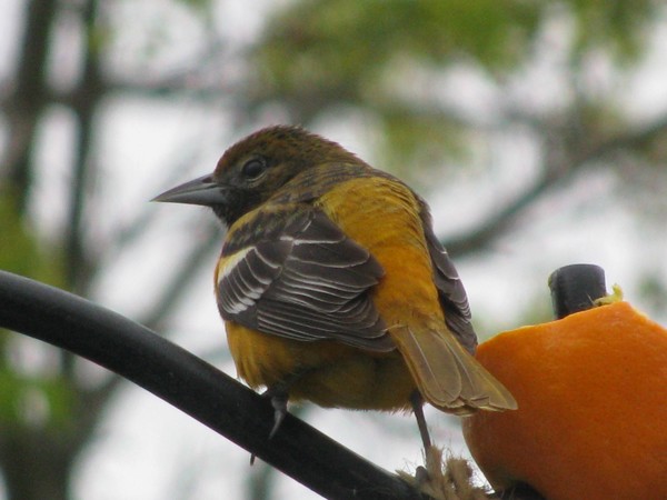 A female Oriole