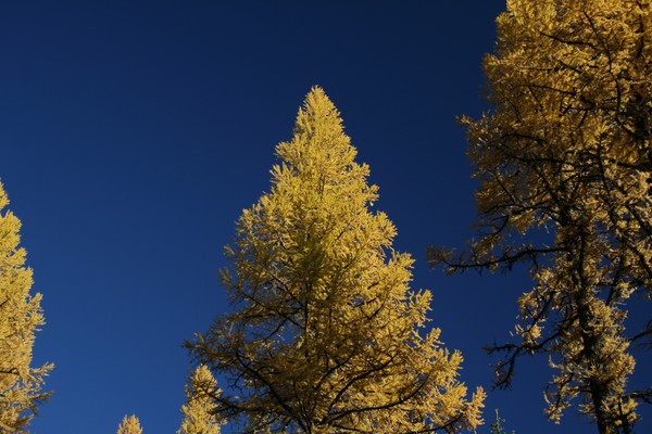 Yellow and Blue