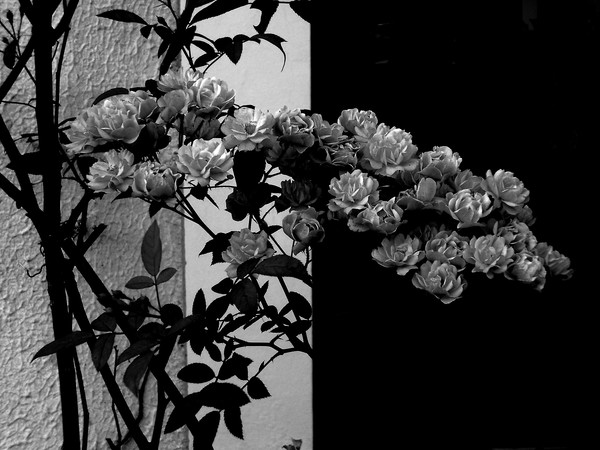 O jardim 3