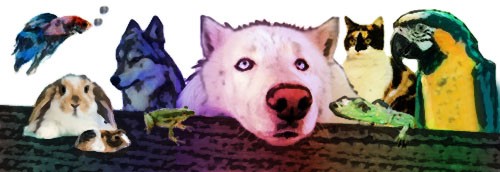 Kats Pet Logo