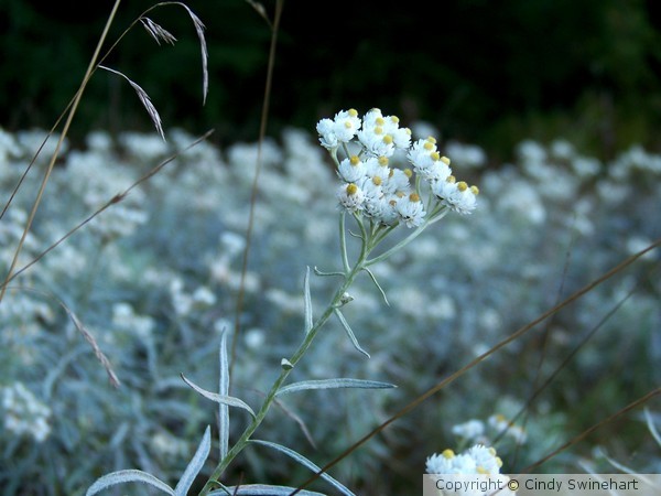 Silver White