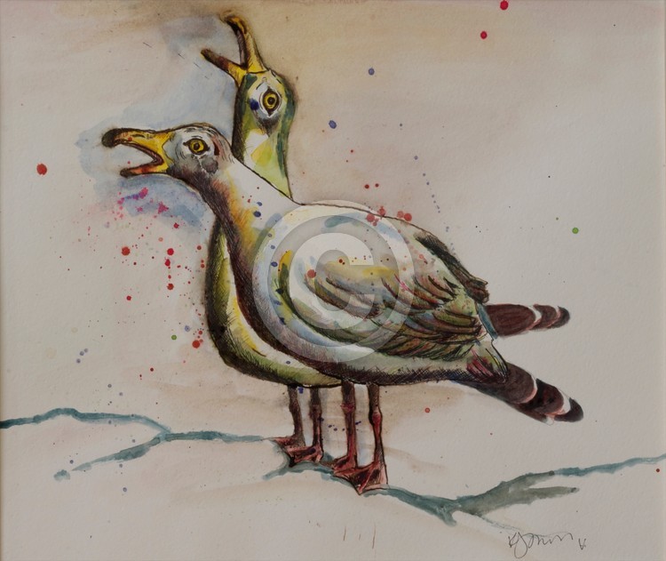 Two coloured gulls