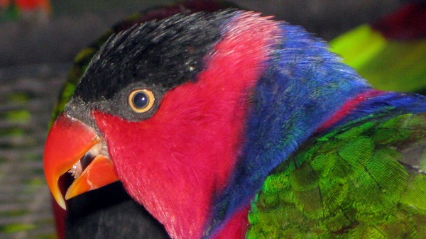 Bird Coloured3 copy