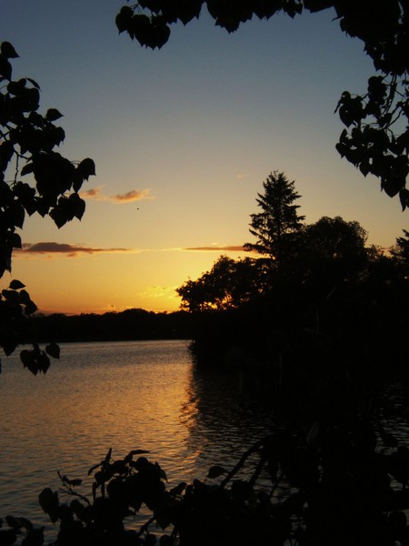 island through the trees