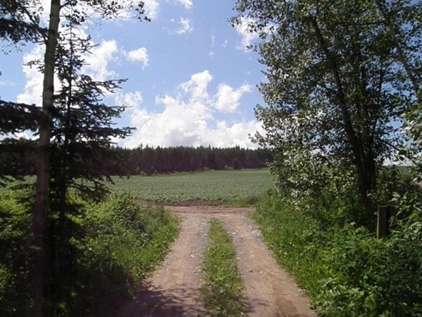 My Driveway (summer)