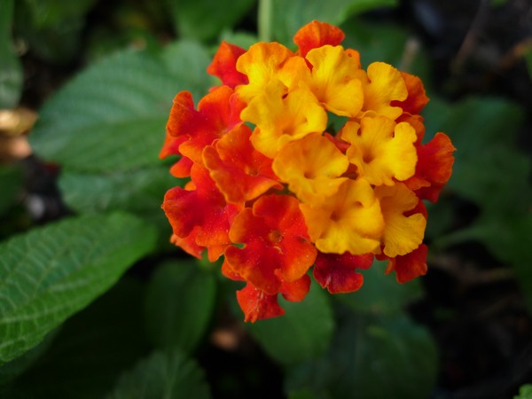 Flor de Fogo