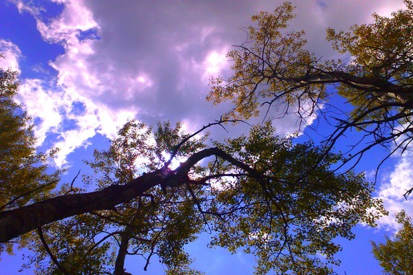 Trees in the sky