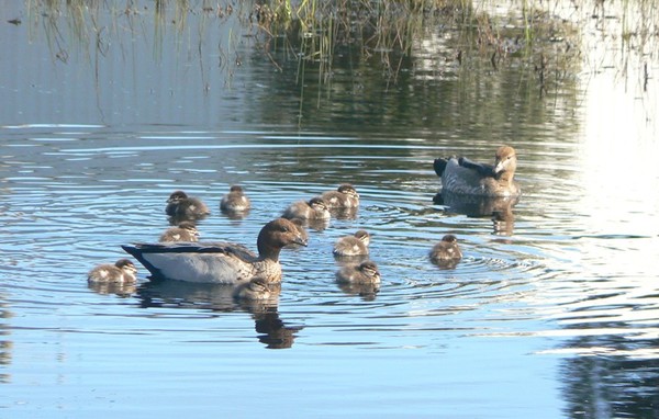 Ducks and Ducklings