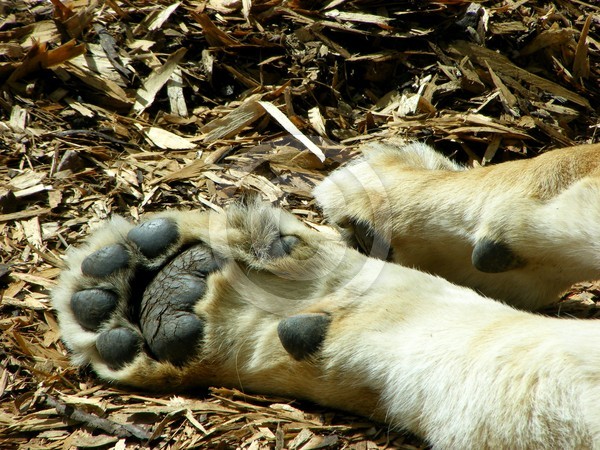 Paw