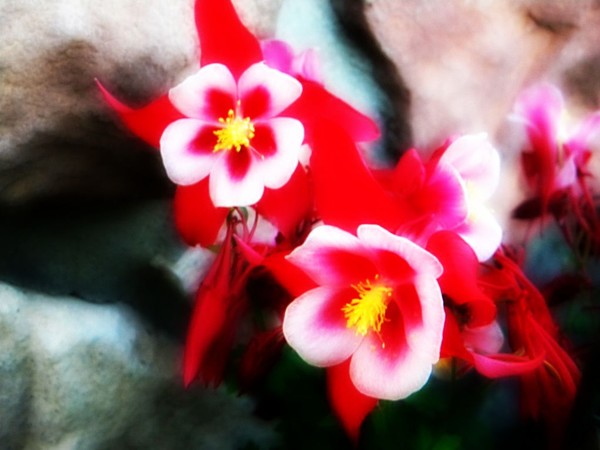 Minnesota Spring Columbines