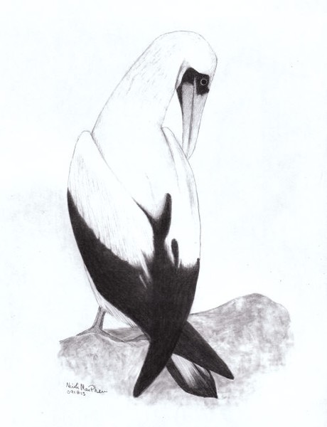 Nazca Booby