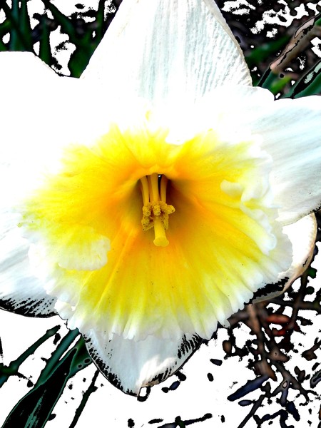 flower 22