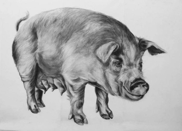 Sow