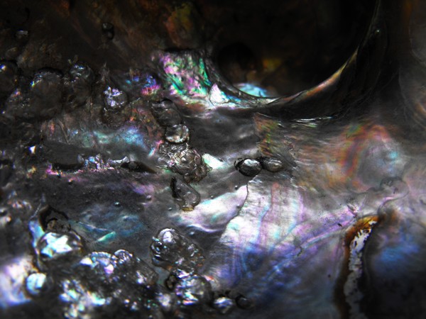 Silver Shell