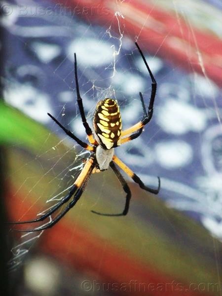 Spyder