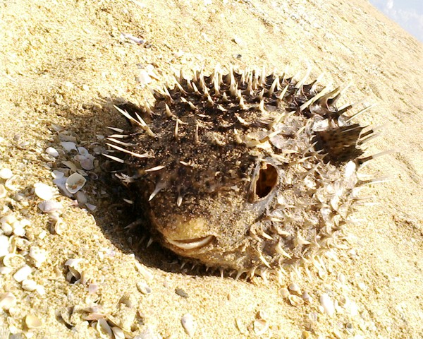  puffer fish