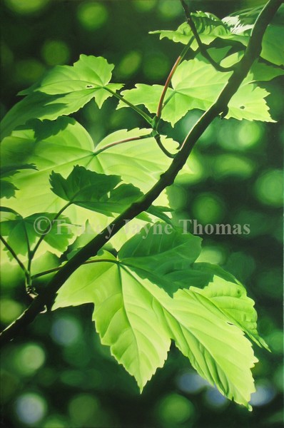 Sunkissed Sycamore