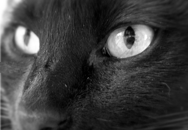 Cat Eyes