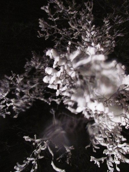 Snow coral.