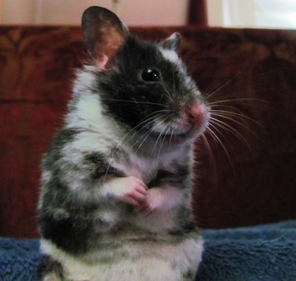 Mr. Patrick Collywobbles