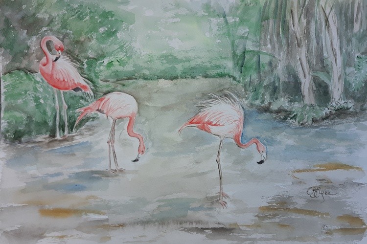 Flamingos