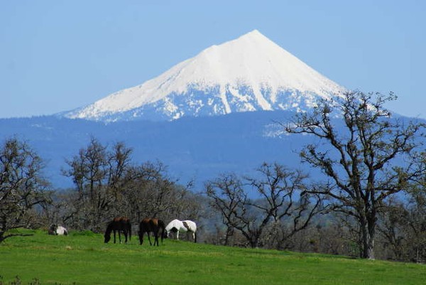 Horses Grazing