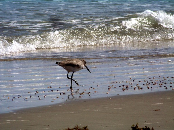 Bird