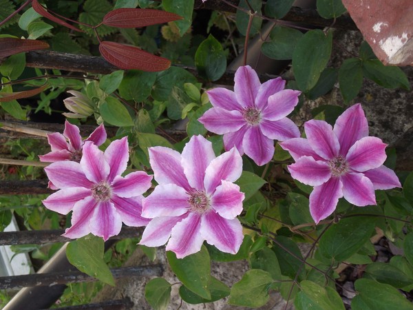 Lilac stars