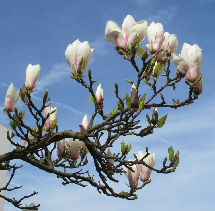 MAGNOLIAS AGAINS THE BLUE SKY