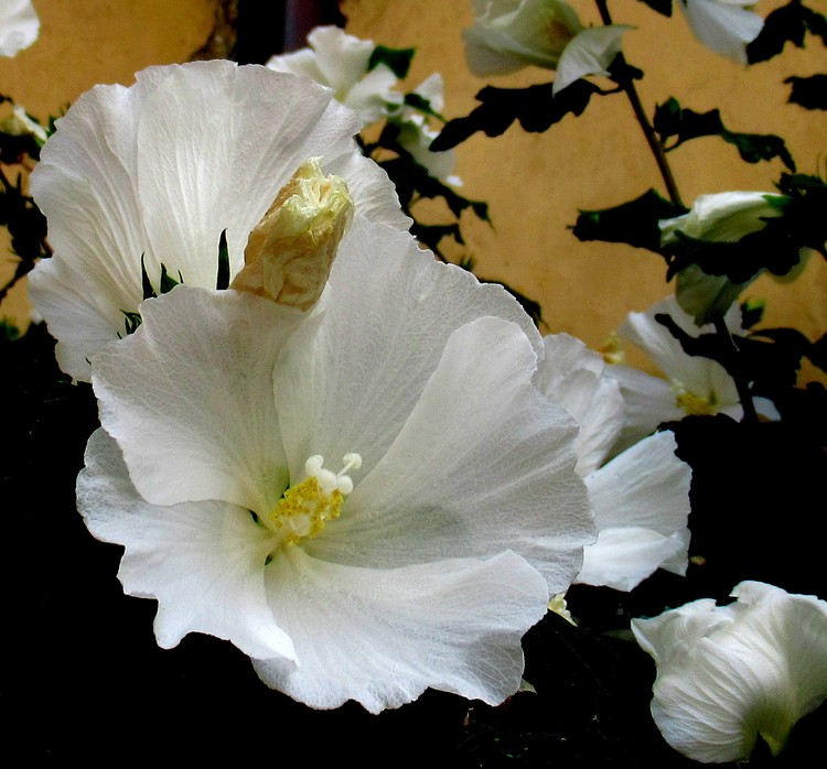 WHITE HIBISCUS