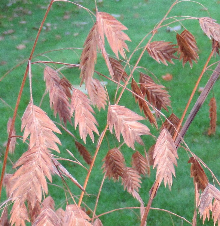UNKNOWN PLANT