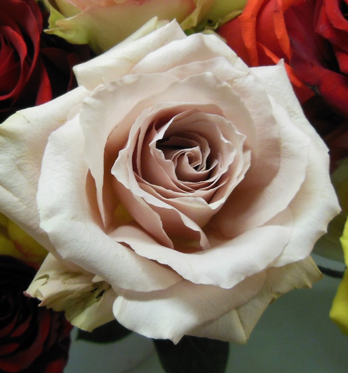 A ROSE FOR YOU !