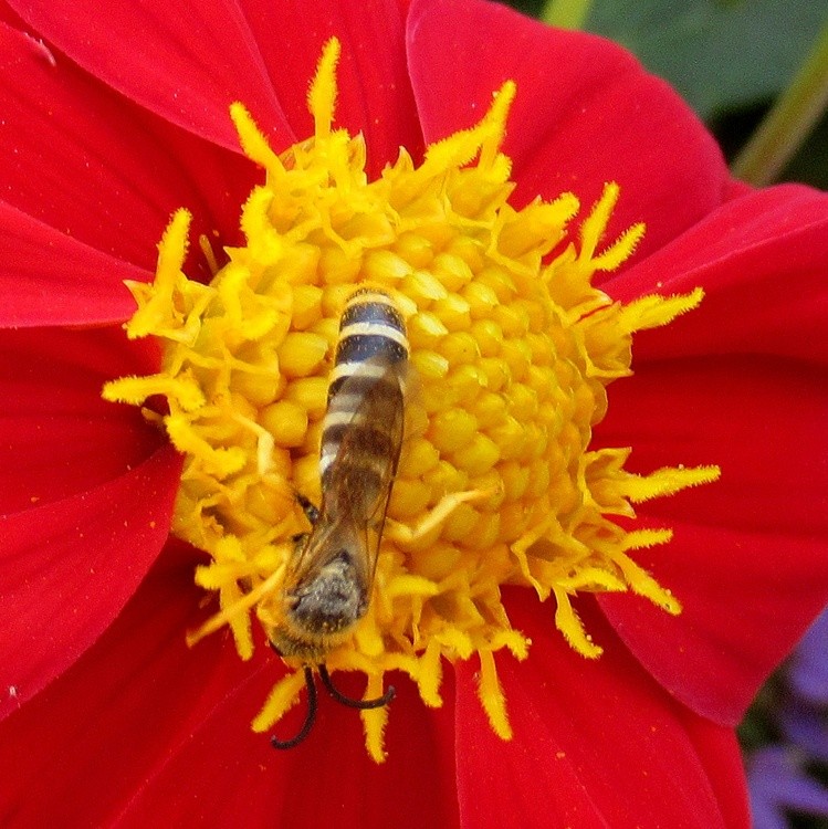 BUSY CRITTER