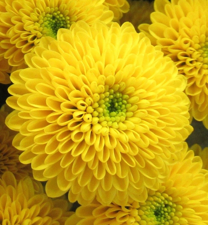 A SMALL SUN FOR YOU