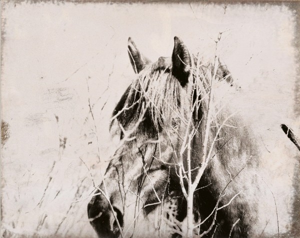 horse