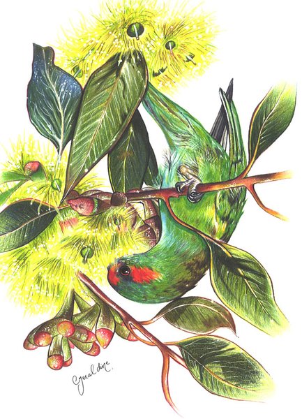Parrot